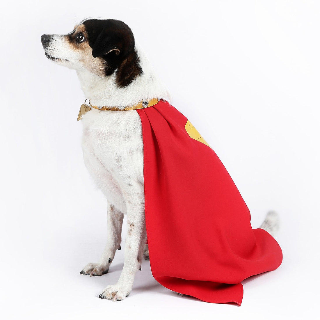 [ylevol] League of Super-Pets Superman Legacy Krypto Dog Collar Cloak