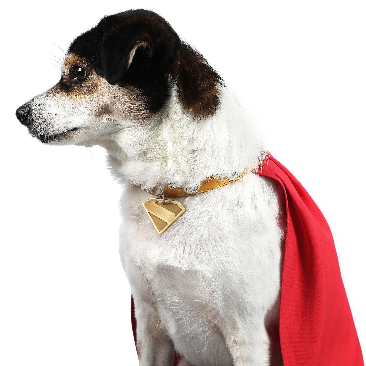 [ylevol] League of Super-Pets Superman Legacy Krypto Dog Collar Cloak